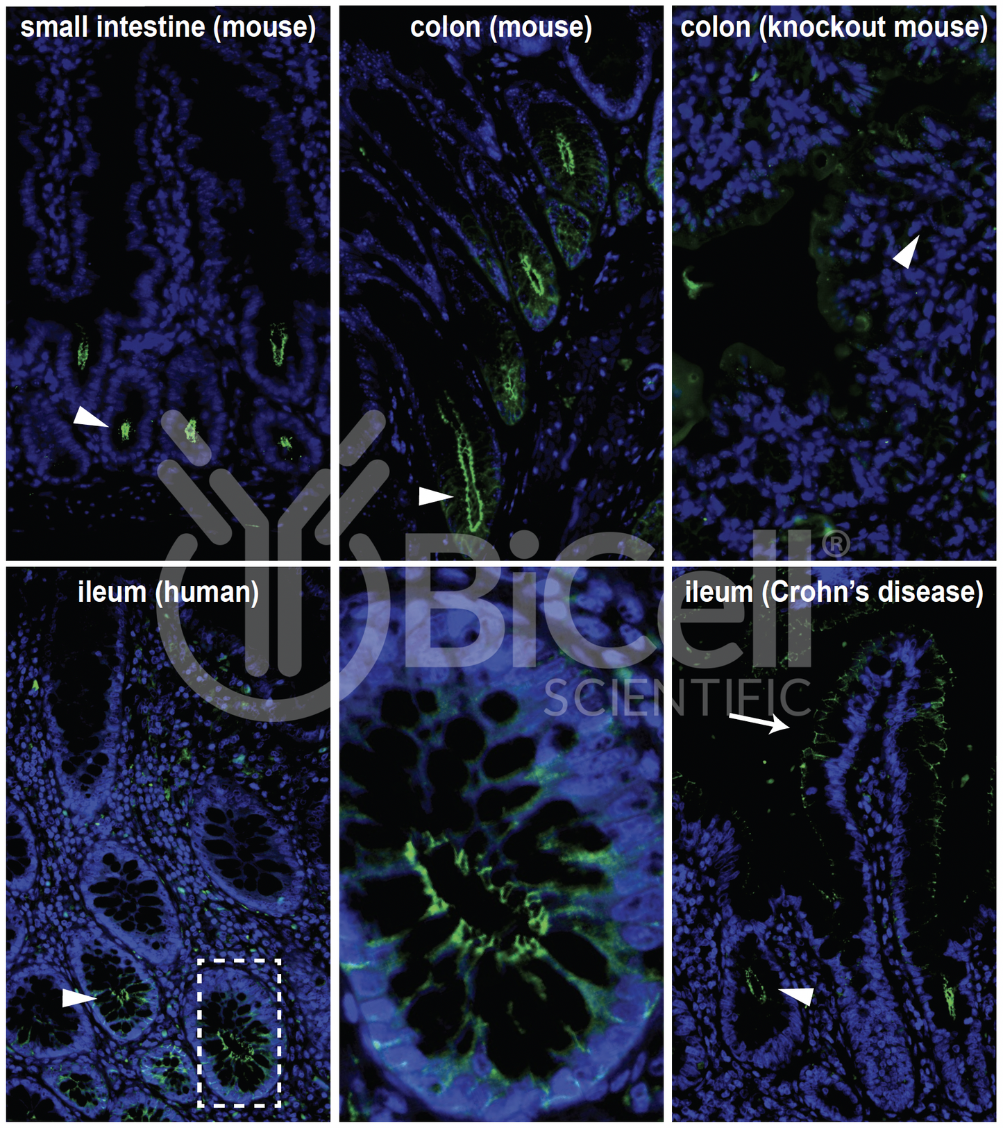 Claudin-2 (CLDN2) Monoclonal Antibody (E5 Clone) - Western Blot Validated
