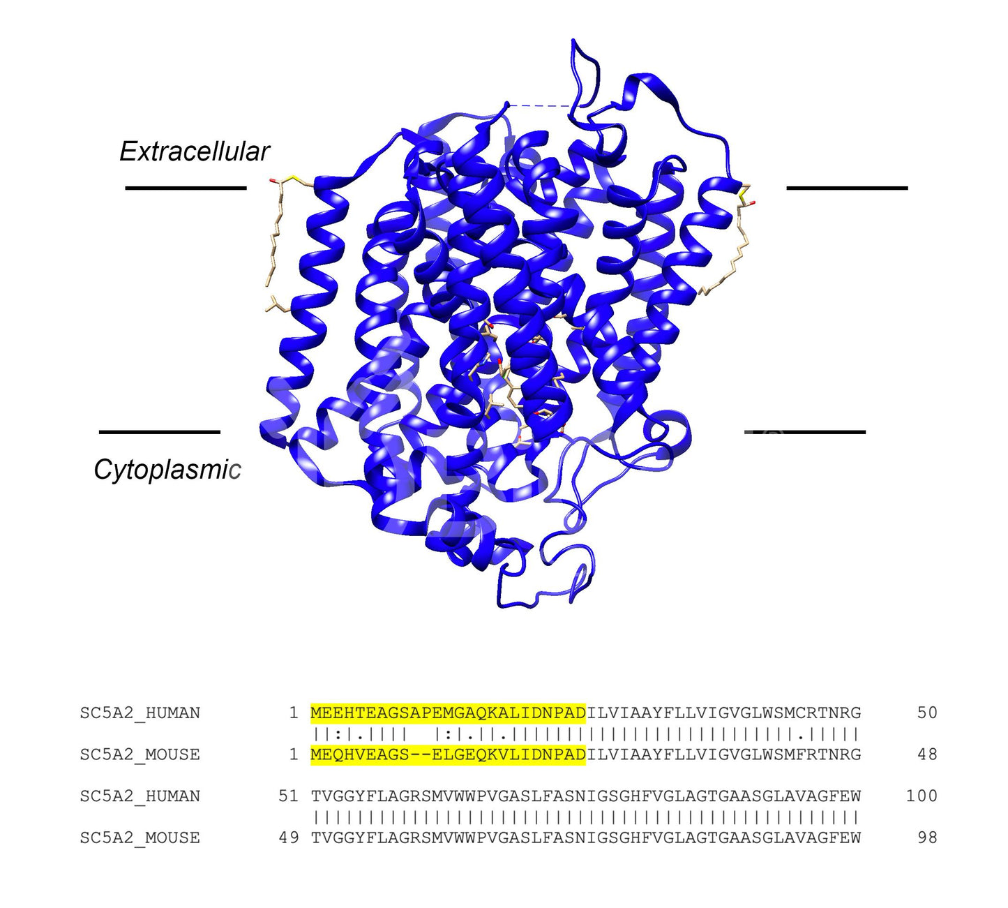 SGLT2 (Slc5a2) (Human) Antibody - FFPE Validated