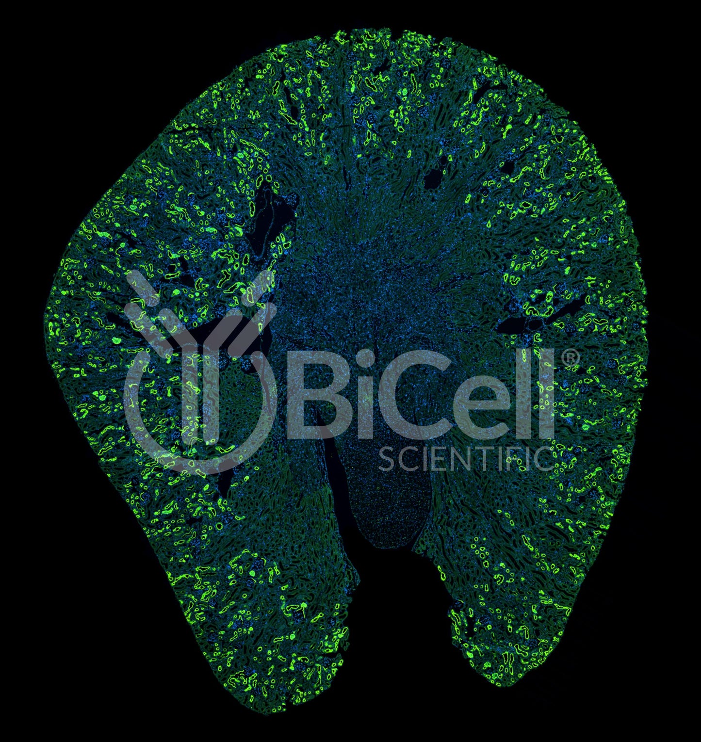 SGLT2 (Slc5a2) Antibody - Western Blot Validated