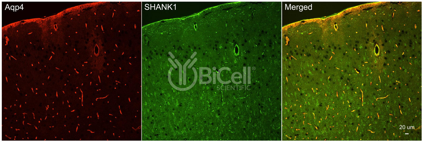 SHANK1 (Synamon) Antibody