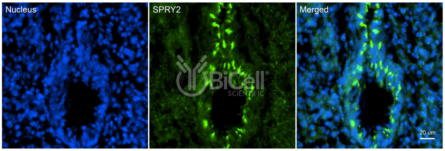 SPRY2 Antibody
