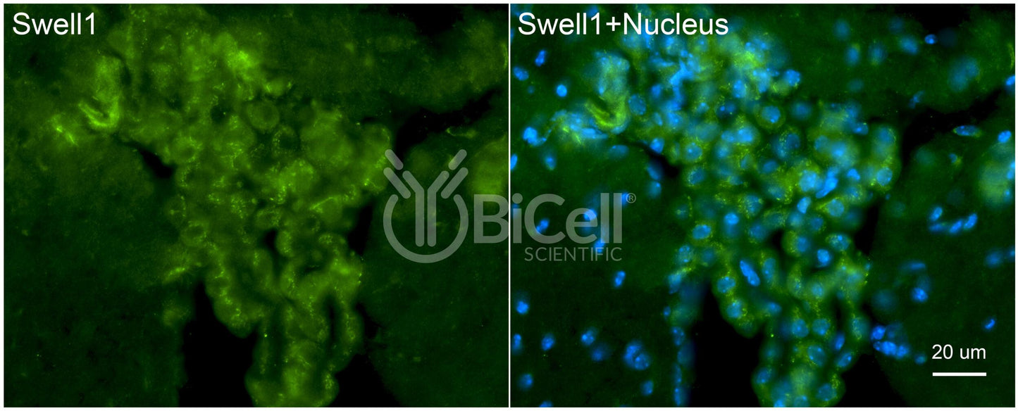 SWELL1 (LRRC8A) Antibody
