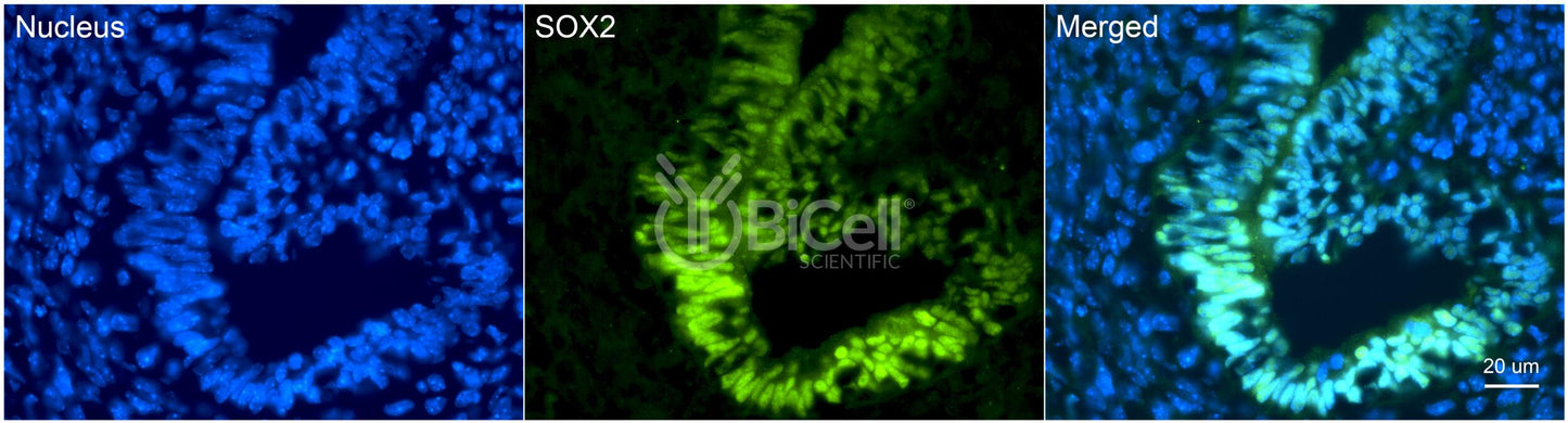 SOX2 Antibody - FFPE Validated