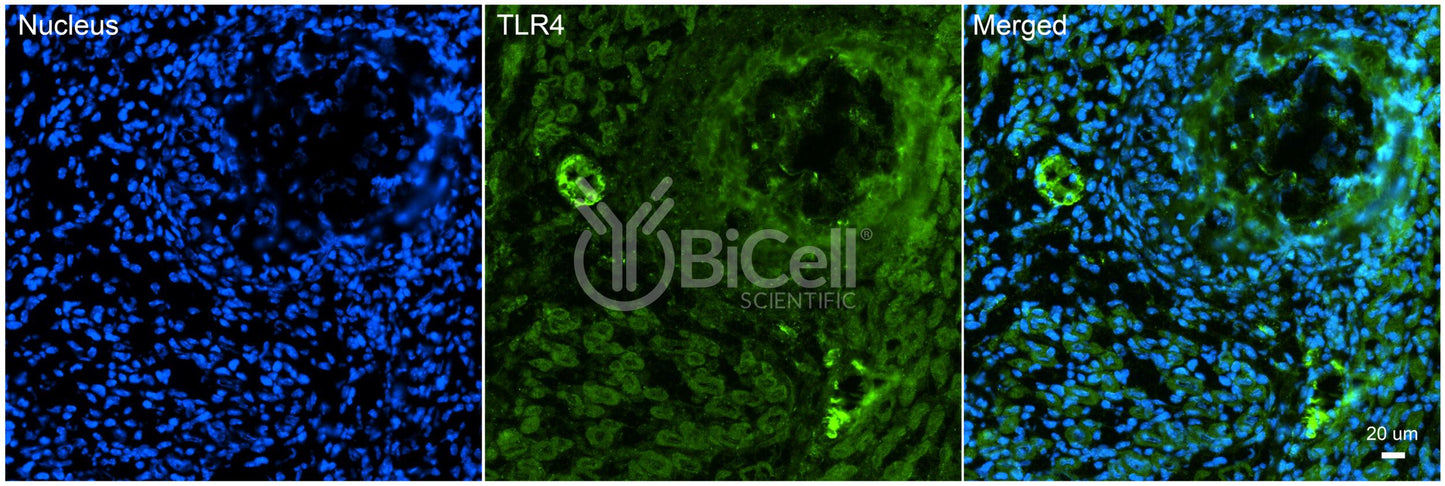 Toll-like receptor 4 (TLR4 or CD284) Antibody