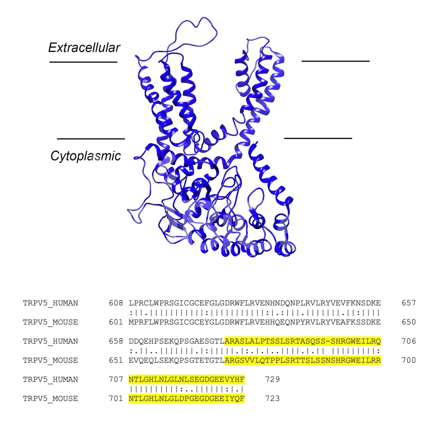 Trpv5 (Human) Antibody - Western Blot Validated