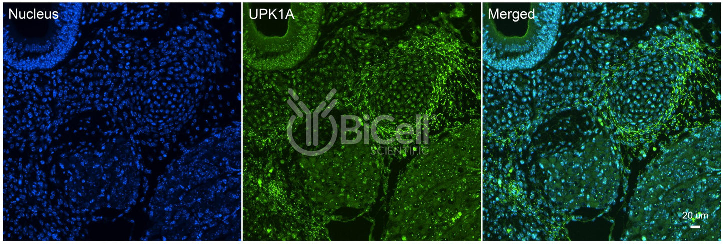 Tetraspanin-21 (TSPAN21 or Uroplakin-1a or UPK1A or UPKA) Antibody - Western Blot Validated