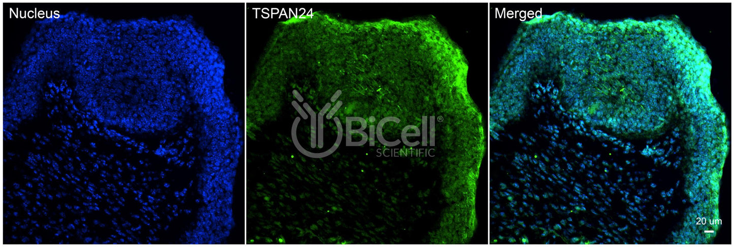 Tetraspanin-24 (TSPAN24 or CD151) Antibody