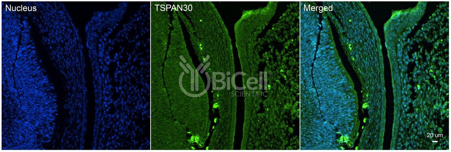 Tetraspanin-30 (TSPAN30 or CD63) Antibody - Western Blot Validated