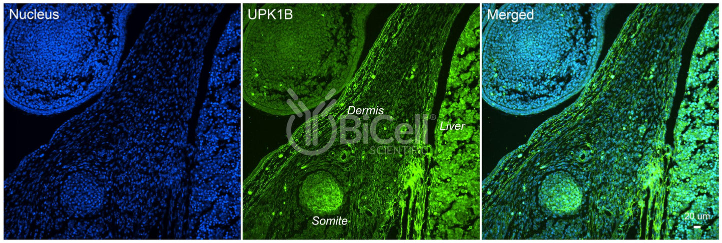Tetraspanin-20 (TSPAN20 or Uroplakin-1b or UPK1B or UPK1) Antibody