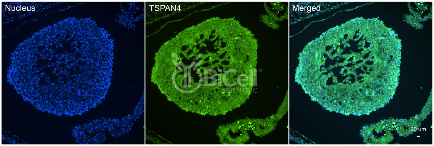 Tetraspanin-4 (TSPAN4) Antibody - FFPE Validated