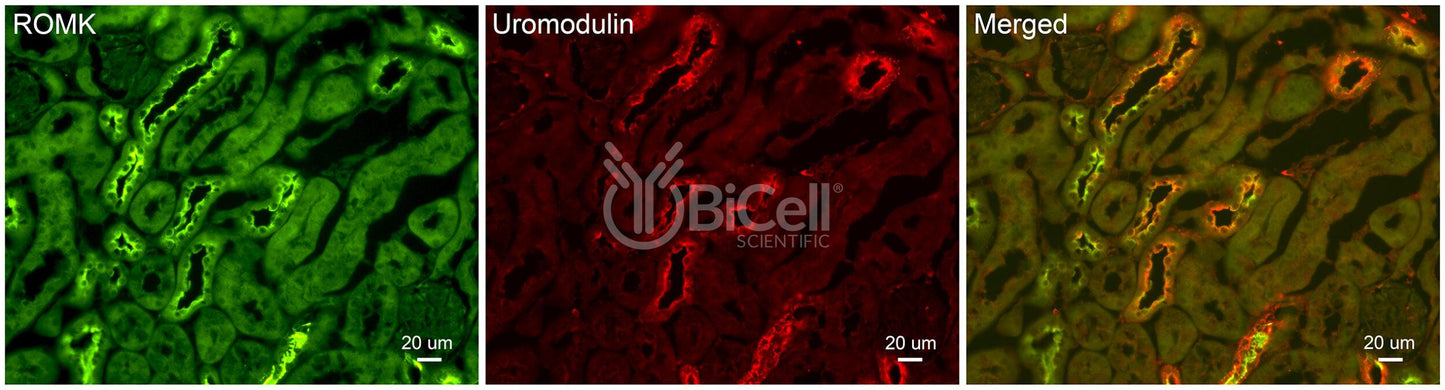 Uromodulin (UMOD or THP) Antibody - FFPE Validated