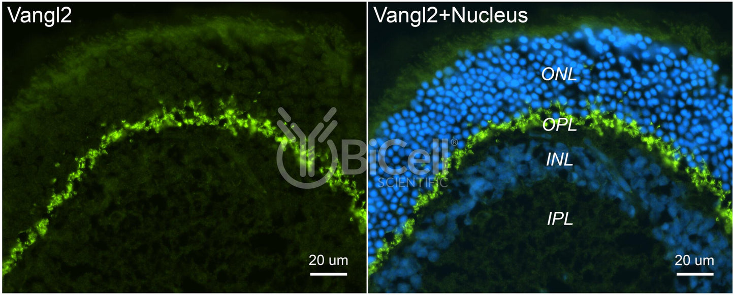 VANGL2 (LTAP) Antibody - FFPE Validated