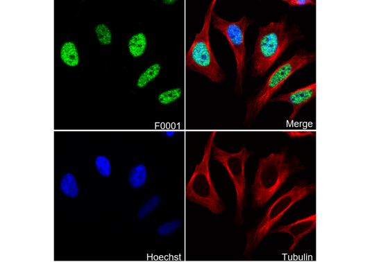 DNMT3B Antibody