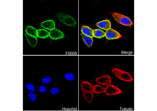 E-Cadherin Antibody