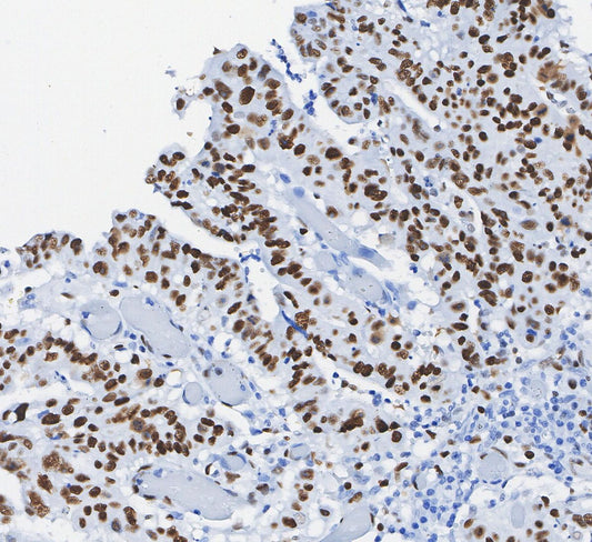 PCNA Antibody