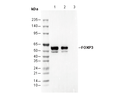 FOXP3 Antibody