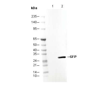 GFP Antibody