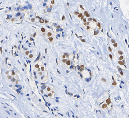 Histone H3 Antibody