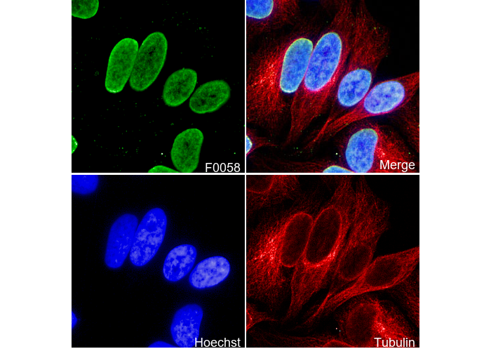 Histone H3 (di methyl Lys9) Antibody