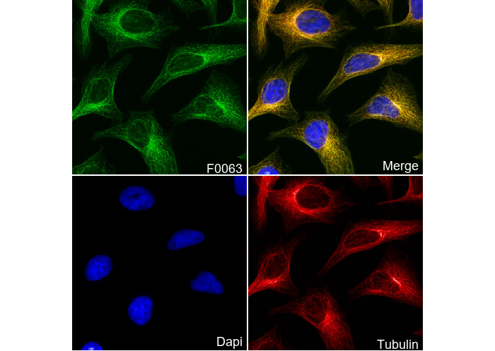 α-Tubulin Antibody