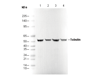 α-Tubulin Antibody