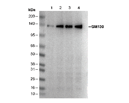 GM130 Antibody