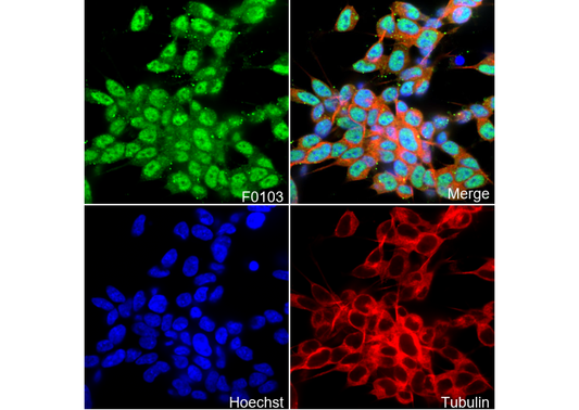 NeuN Antibody