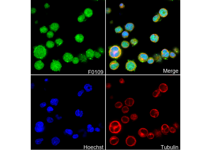 Ubiquitin Antibody