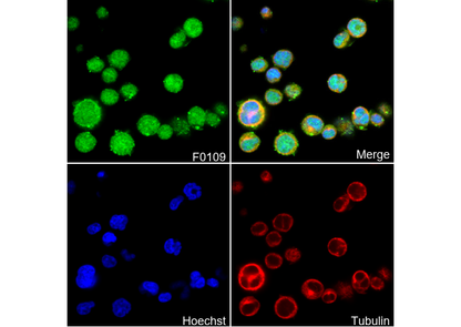 Ubiquitin Antibody