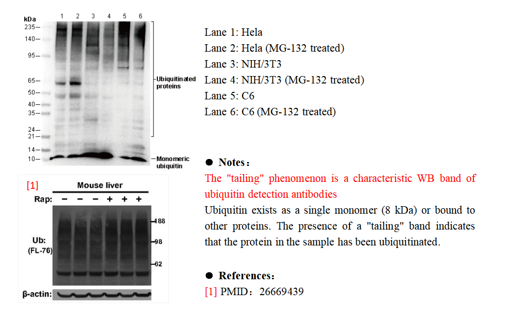 Ubiquitin Antibody