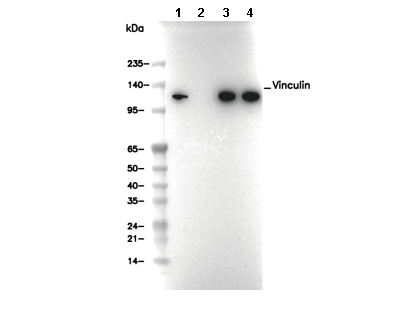 Vinculin Antibody