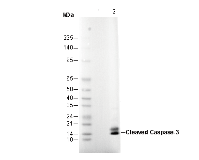 Cleaved Caspase3 (Asp175) Antibody