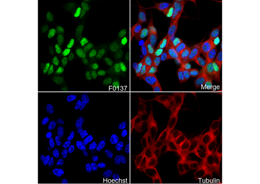 Cyclin D1 Antibody
