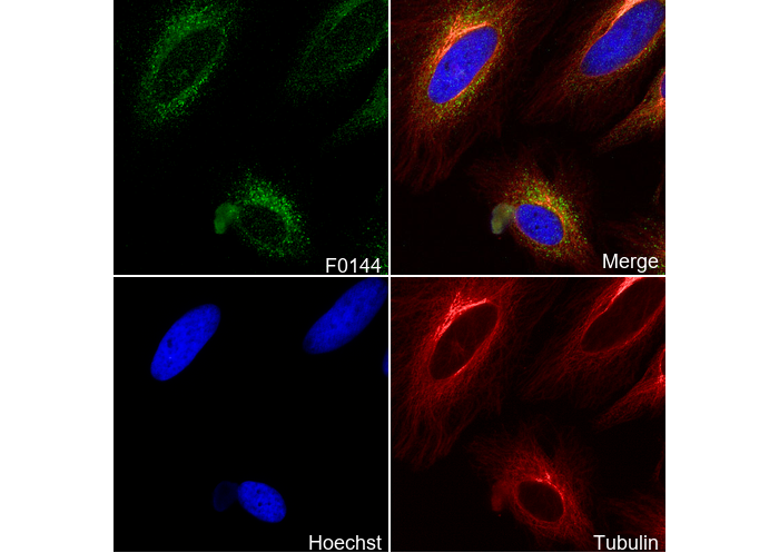 LC3A/B Antibody