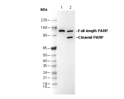 PARP1 Antibody