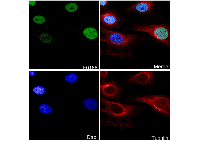 c-Jun Antibody