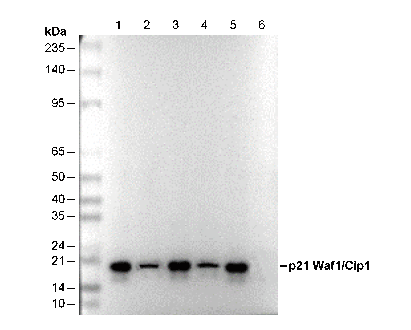 p21 Waf1/Cip1 Antibody