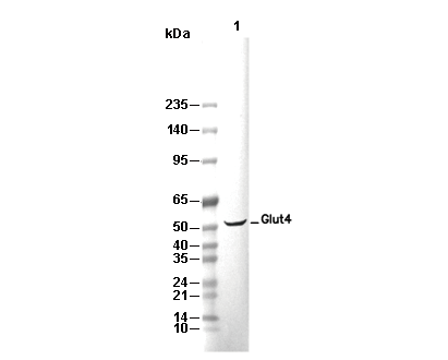 Glut4 Antibody