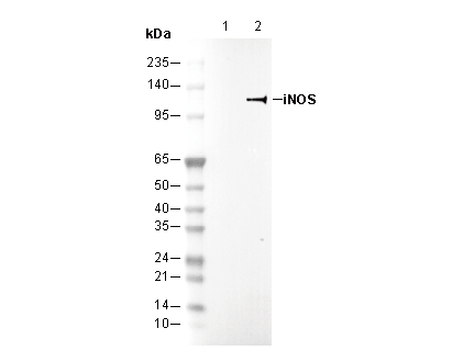 iNOS Antibody