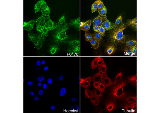 Axl Antibody