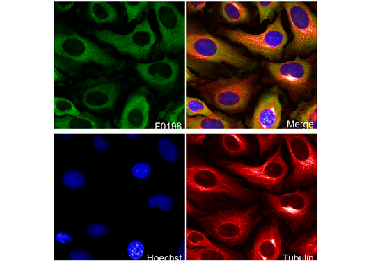 Phospho-S6 Ribosomal Protein (S235/236) Antibody