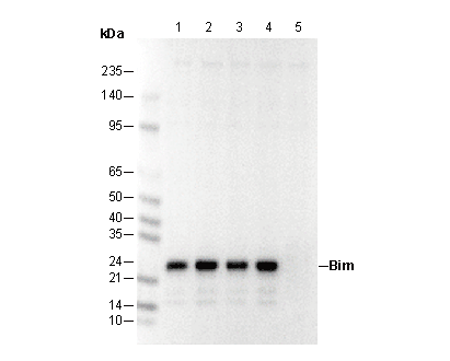 Bim Antibody