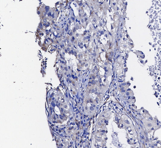 Caveolin-1 Antibody