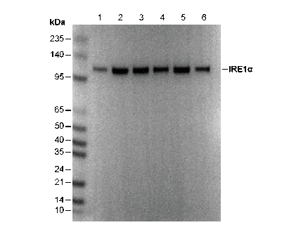 IRE1α Antibody