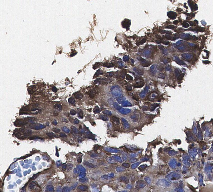 LKB1 Antibody