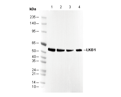 LKB1 Antibody