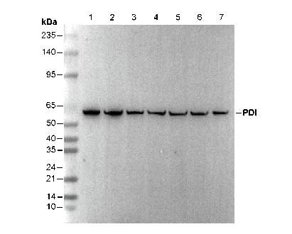 PDI Antibody