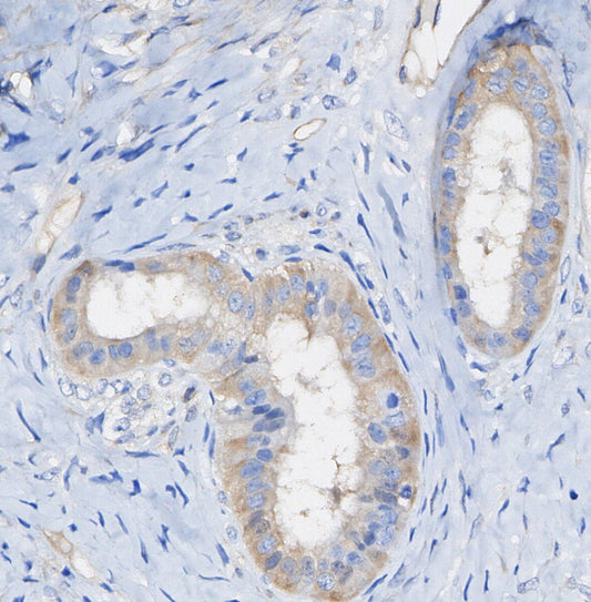 PRAS40 Antibody