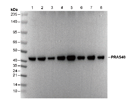 PRAS40 Antibody