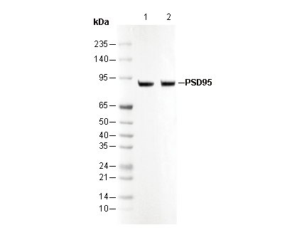 PSD95 Antibody